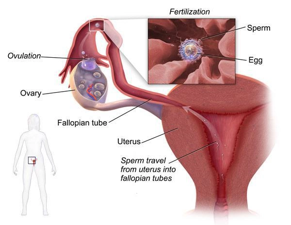 Fertilization evaluation