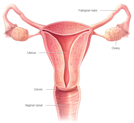 female reproductive system